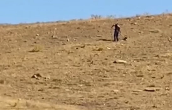 Elazığ'da toplanan sokak köpekleri Hayvan Bakımevi ve Rehabilitasyon Merkezi'nde kontrol altına alınıyor