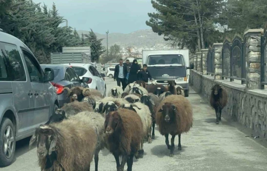 Elazığ'da trafikte sürpriz konuk: Koyun sürüsü şehir merkezinde yol kesti