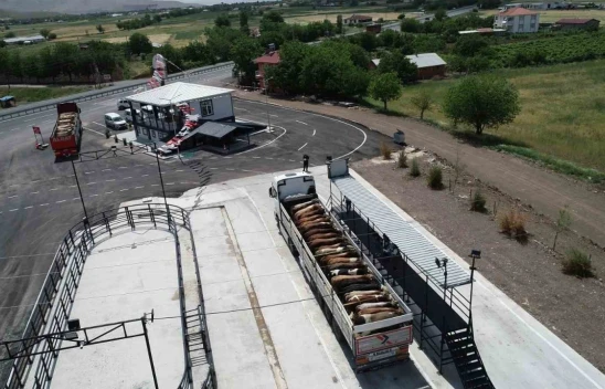 Elazığ'da usulsüz hayvan sevkiyatına 2 milyon 300 bin lira ceza