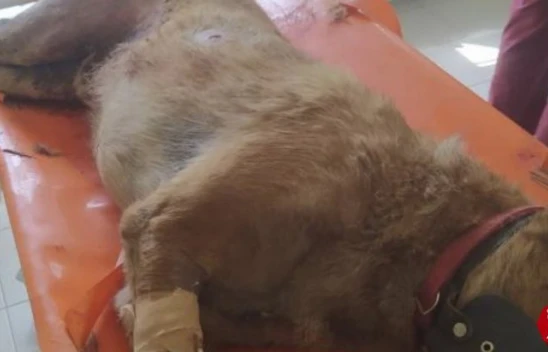 Elazığ'da vahşet,  köpeği 7 yerinden bıçaklayıp öldürdüler