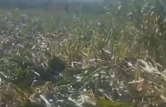 Elazığ'da yaban domuzları mısır tarlasını talan etti