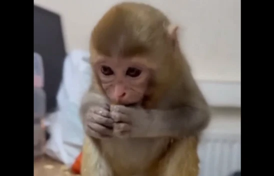 Elazığ'da Yakalanan Makak Maymunu Yavrusu Koruma Altına Alındı