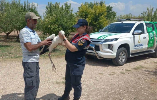 Elazığ'da yaralı leylek, koruma altına alındı
