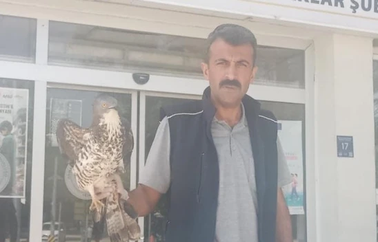 Elazığ'da yaralı şahin tedavi altına alındı