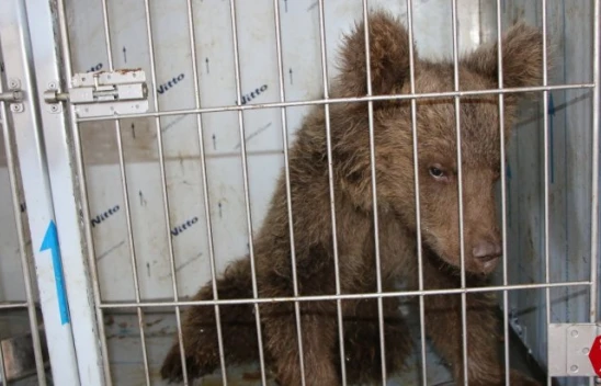 Elazığ'da Ameliyat Edilen Yaralı Yavru Ayı, Sağlığına Kavuştu