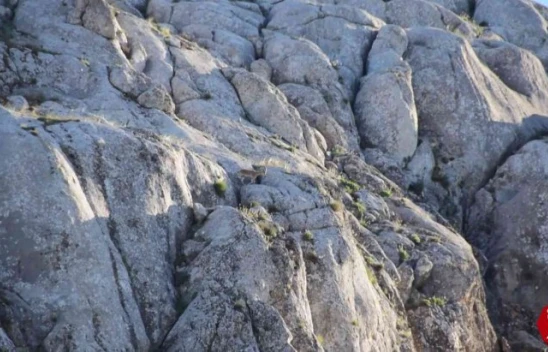 Elazığ Harput'ta Yavru Yaban Keçisi Görüldü