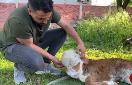 Elazığ'da Yeni Doğan Buzağıyı Görenler Gözlerine İnanamadı