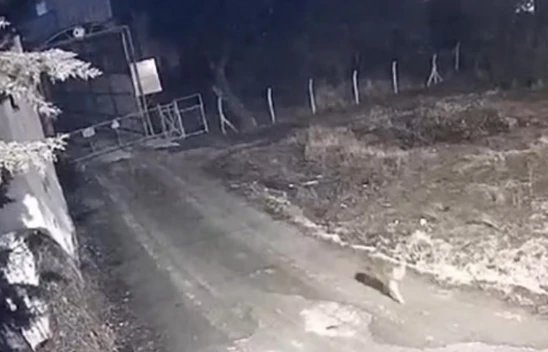 Elazığ'da Yerleşim Yerine İnen Kurtlar Kameraya Yansıdı!