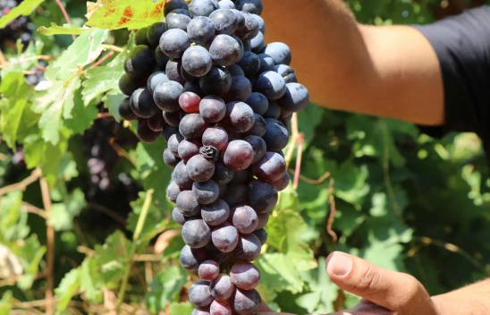 Elazığ'da Yetiştirilen Üzümler Bir Çok İle Gönderiliyor