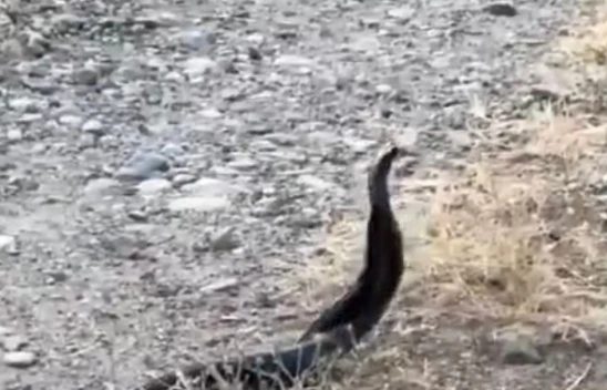 Elazığ'da yılanların çiftleşme dansı kameraya yansıdı