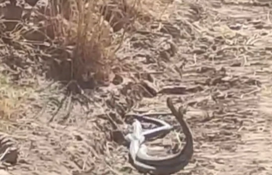 Yılanların Çiftleşme Dansı Palu'da Kameralara Yansıdı