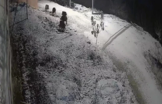 Elazığ'da Aç Kalan Yaban Domuzları Yerleşim Yerine İndi