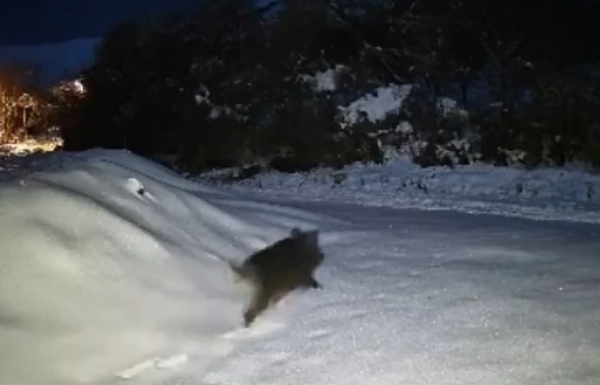 Elazığ'da Kar Yağışı Sonrası Domuz Sürüsü Köye İndi