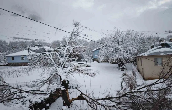 Elazığ'da yoğun kar yağışından dolayı ağaçlar devrildi