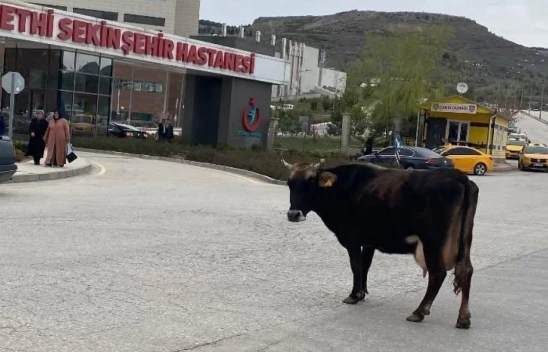 Elazığ'da yolunu kaybeden inek hastane önünü mesken tuttu