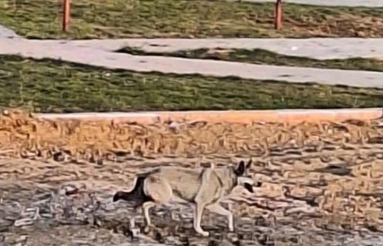 Elazığ'da yolunu kaybeden kurt şehir merkezine indi