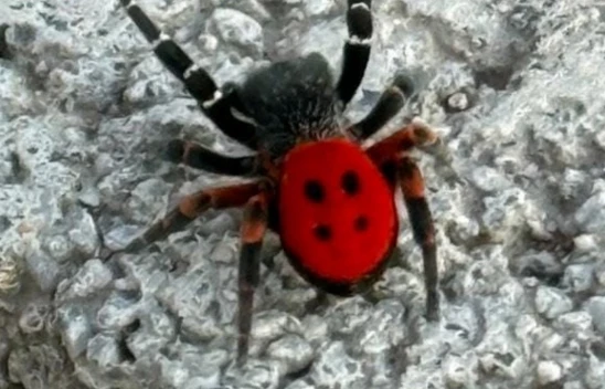Elazığ'da Zehirli Tehlike: Nadir Uğur Böceği Örümceği Şok Görüntülerle Ortaya Çıktı!