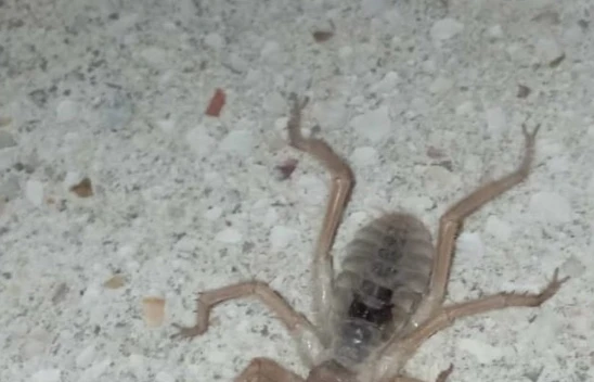 Elazığ'da zehirli etçil sarı kız örümceği görüntülendi