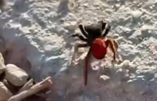 Elazığ'da Nadir Görülen Zehirli 'Uğur Böceği Örümceği' Kaydedildi!