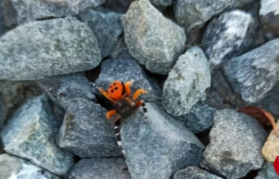 Zehirli Uğur Böceği Şimdi de Maden'de Görüldü