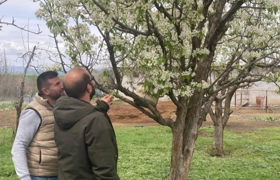 Elazığ'da Zirai Don Meyve Ağaçlarını Vurdu: Hasar Tespit Çalışmaları Başladı