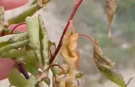 Elazığ'da Zirai Don Vurdu: Kayısı Ağaçları Buz Tuttu, Üretici Şokta