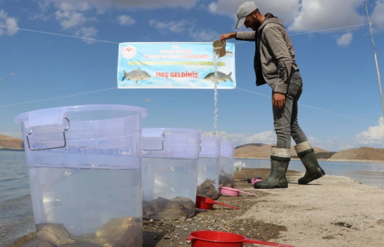 Elazığ'daki Baraj Göllerine 6,5 Milyon Sazan Yavrusu Bırakıldı