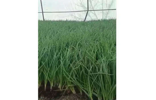 Elazığ'ın Alibey Köyü'nde Yeşil Soğan Hasadı Başladı