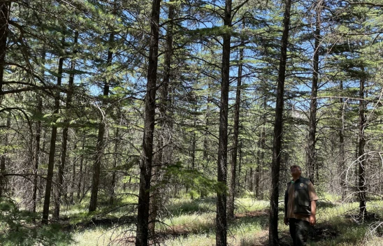 Elazığ'ın Orman Varlığında 20 Yıldaki Artış Ağın İlçesinin Yüz Ölçümünü Aştı