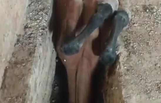 Elazığ İtfaiyesi Örençay Köyü'nde Ahıra Düşen Atı Kurtardı