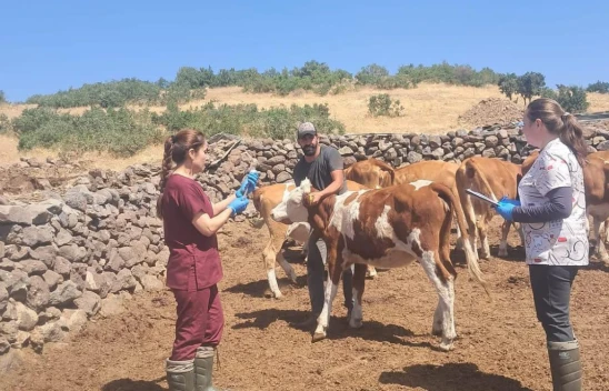 Elazığ Karakoçan'da Büyükbaş Hayvanlara Aşılama Çalışması