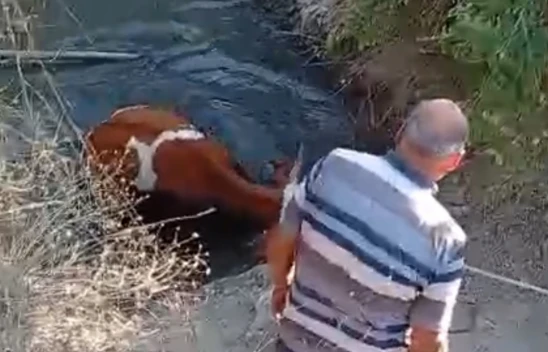 Elazığ Keban'da Kuyuya Düşen İnek Köylüler Tarafından Kurtarıldı