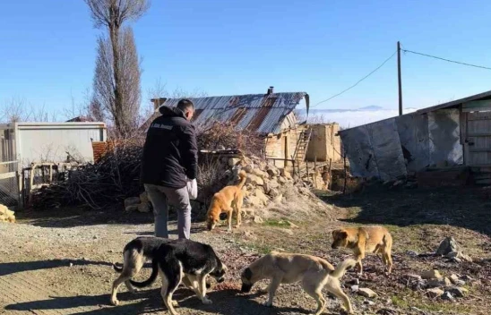 Elazığ Özel İdare ekipleri, sokak hayvanlarını unutmadı