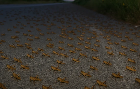 Elazığ Palu'da Çekirge Alarmı: Yüzlercesi Yola Akın Etti