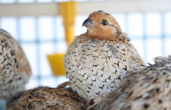 Elazığlı Üniversite Öğrencisi, Egzotik Bıldırcın Üretimiyle İhracata Başladı!