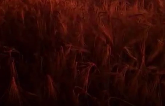 Kovancılar'da Yangında 50 Dönüm Ekili Alan Yandı