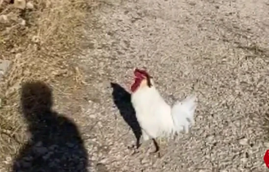 Elektrik Sayacı Okumaya Gitti, Horozun Saldırısına Uğradı