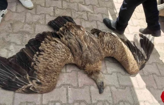 Elazığ'da Elektrik Tellerine Takılan Akbaba Telef Oldu