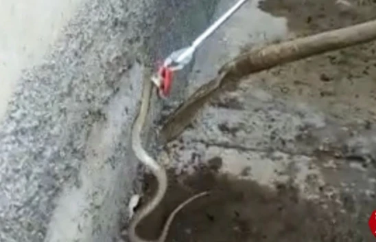 Kovancılar'da Eve Giren Yılanı Ekipler Çıkardı