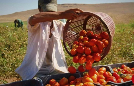 Elazığ'da Domates Tarlada 2,5 TL , Markette İse 13 TL