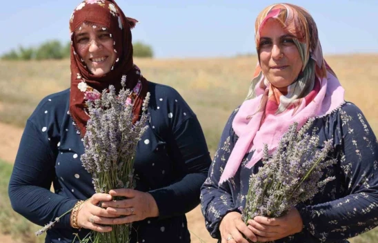 Gelin-görümce sırt sırta verdi, lavanta bahçesi kurdu