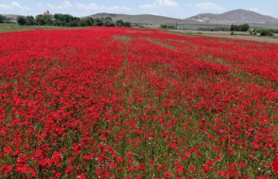 Elazığ'da Gelincik Tarlası Görenleri Mest Etti