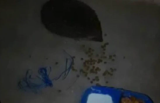 Kirpiyle Olan Dostluğu Görenleri Şaşırtıyor