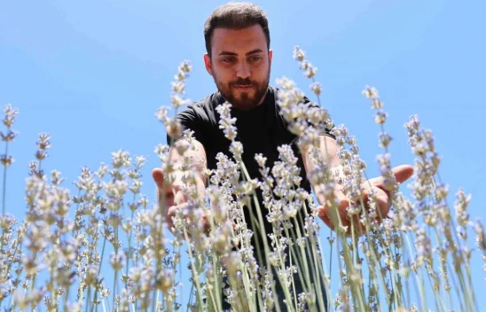 Çevre Mühendisi Lavanta Bitkisi Ekti, Litresinden 3 Bin TL Kazanıyor