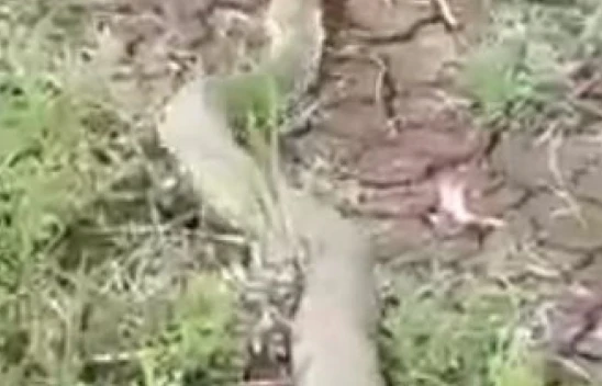 Isırığı Bir İnsanı Öldürmeye Yeten Koca Engerek Yılanı Görüntülendi