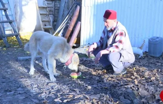 Kangal Köpeğinin Et Yerine Sebze Yediğini Gören Elazığlının Şiveli Tepkisi Güldürdü