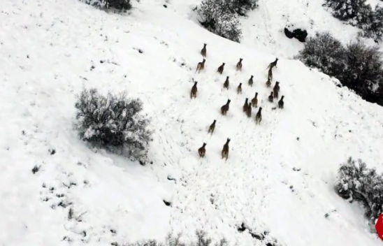 Ağın'da Kar Üzerinde Yiyecek Arayan Dağ Keçileri Dron İle Görüntülendi