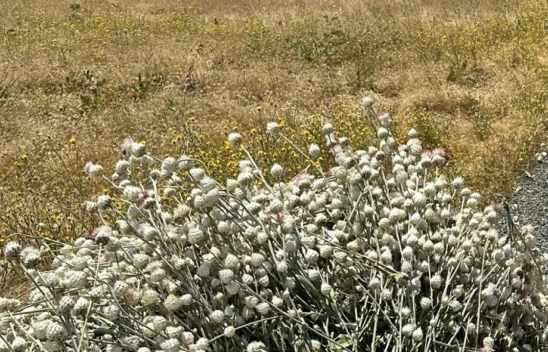 Karakoçan'da Kaçak Pamuk Dikeni Bitkisi Toplatan Şüpheliye 244 Bin Lira Ceza Kesildi