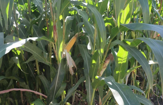 Karşıbağ Köyü'nde Silajlık Mısır Hasat Etkinliği Düzenlendi