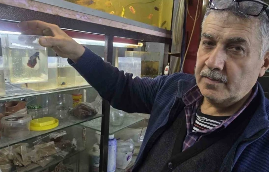 Elazığ'da Beta Balıklarına Artan İlgi: Ayrı Bölmelerde Satılıyor